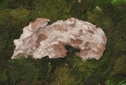 Musgo Nativo